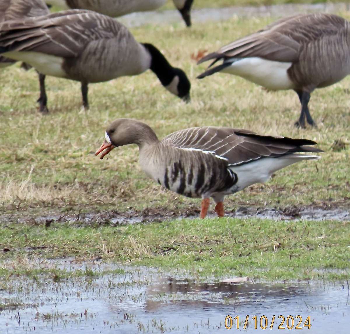 Greater White-fronted Goose - Rod MacKenzie