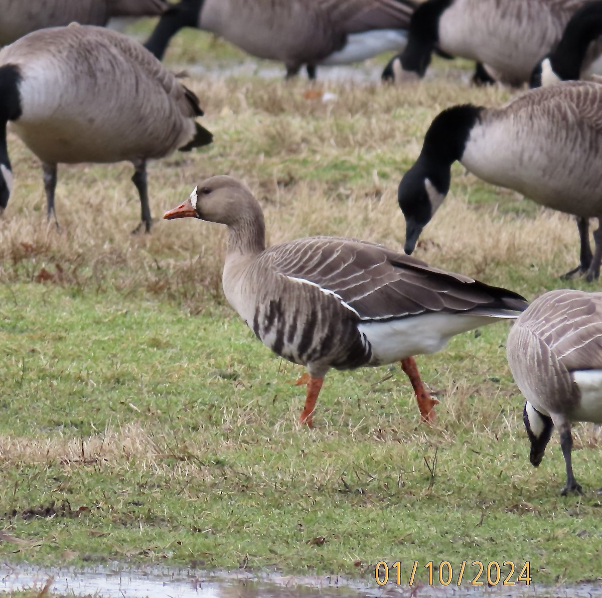 Greater White-fronted Goose - ML613348621