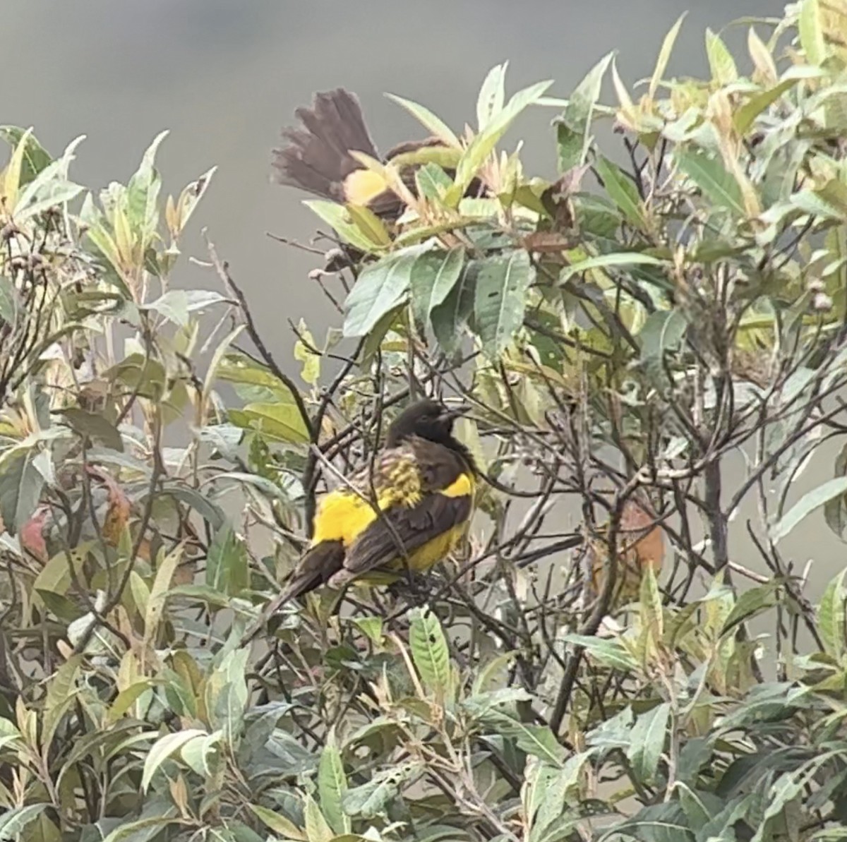 Yellow-rumped Marshbird - William Orellana (Beaks and Peaks)