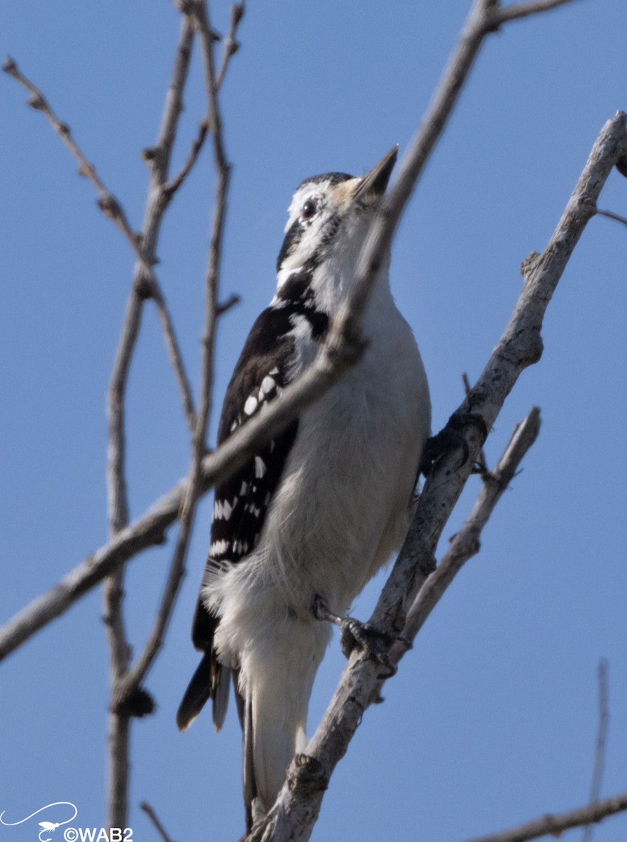 Hairy Woodpecker - ML613348658