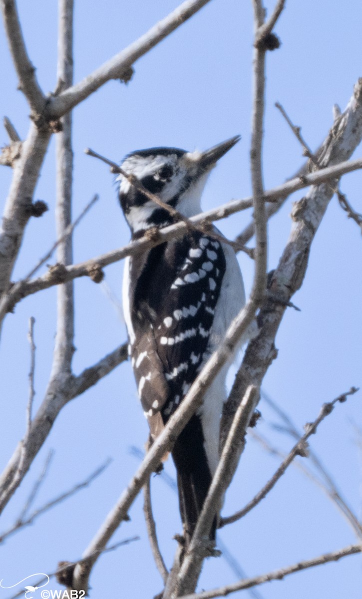 Hairy Woodpecker - ML613348659