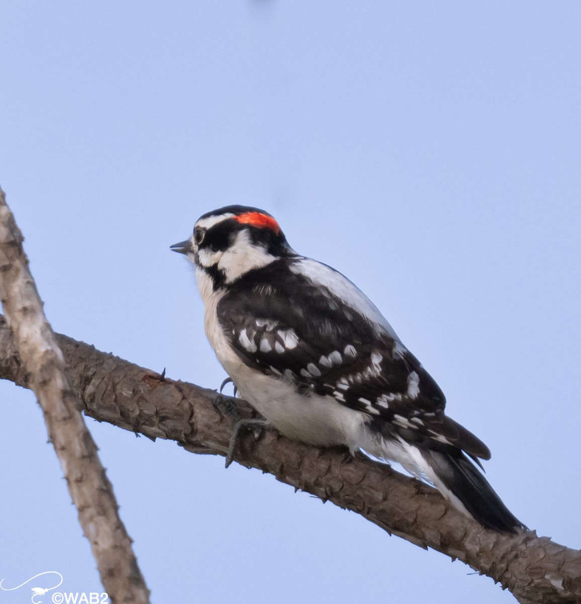 Downy Woodpecker - ML613348666