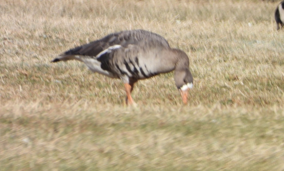Greater White-fronted Goose - ML613348717