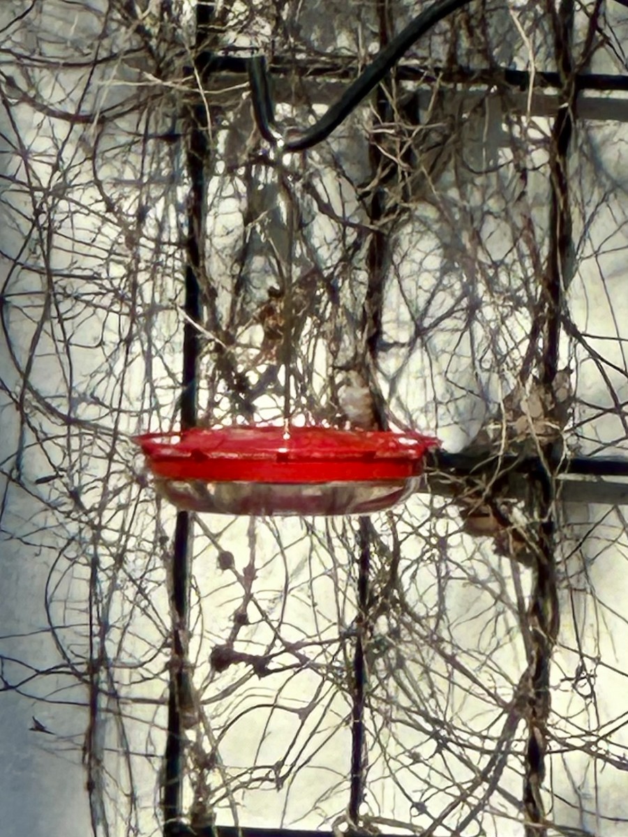 Kızıl Sırtlı Kolibri - ML613348727