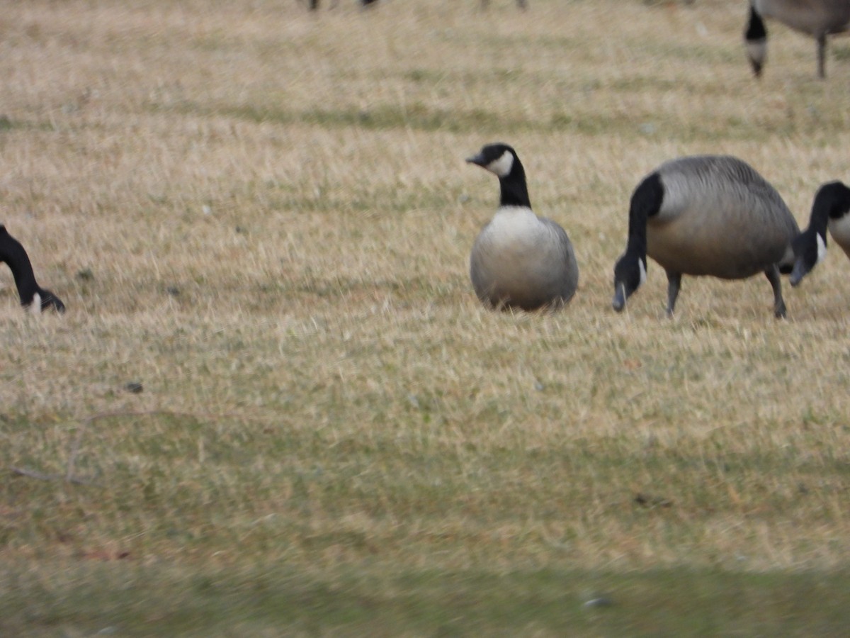 Cackling Goose (Richardson's) - ML613348739