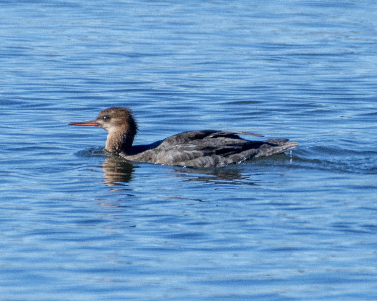 Red-breasted Merganser - ML613349024