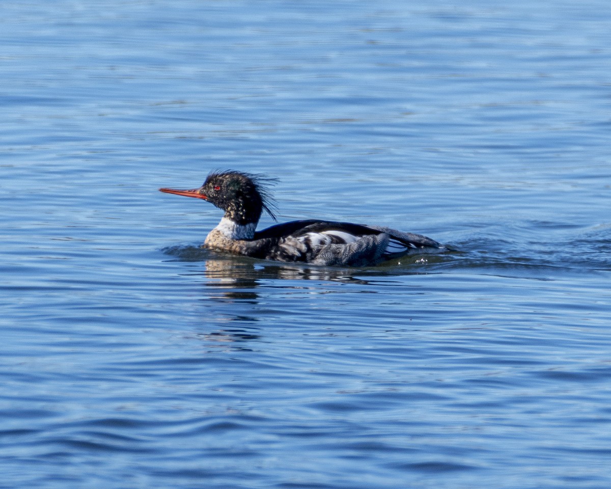 Red-breasted Merganser - ML613349025