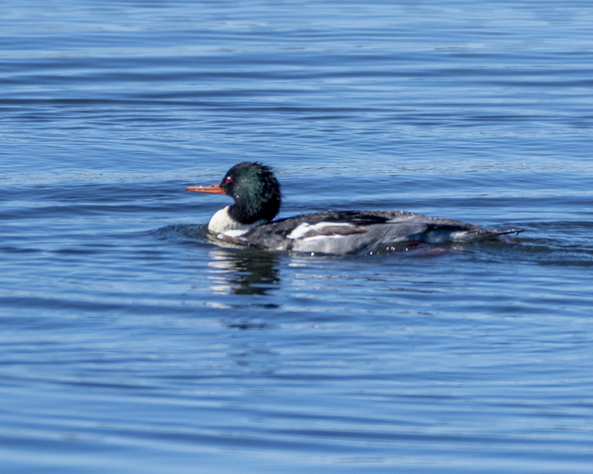 Red-breasted Merganser - ML613349027