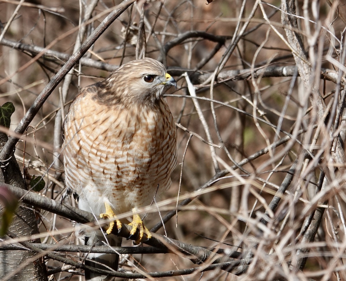 Red-shouldered Hawk - ML613349029