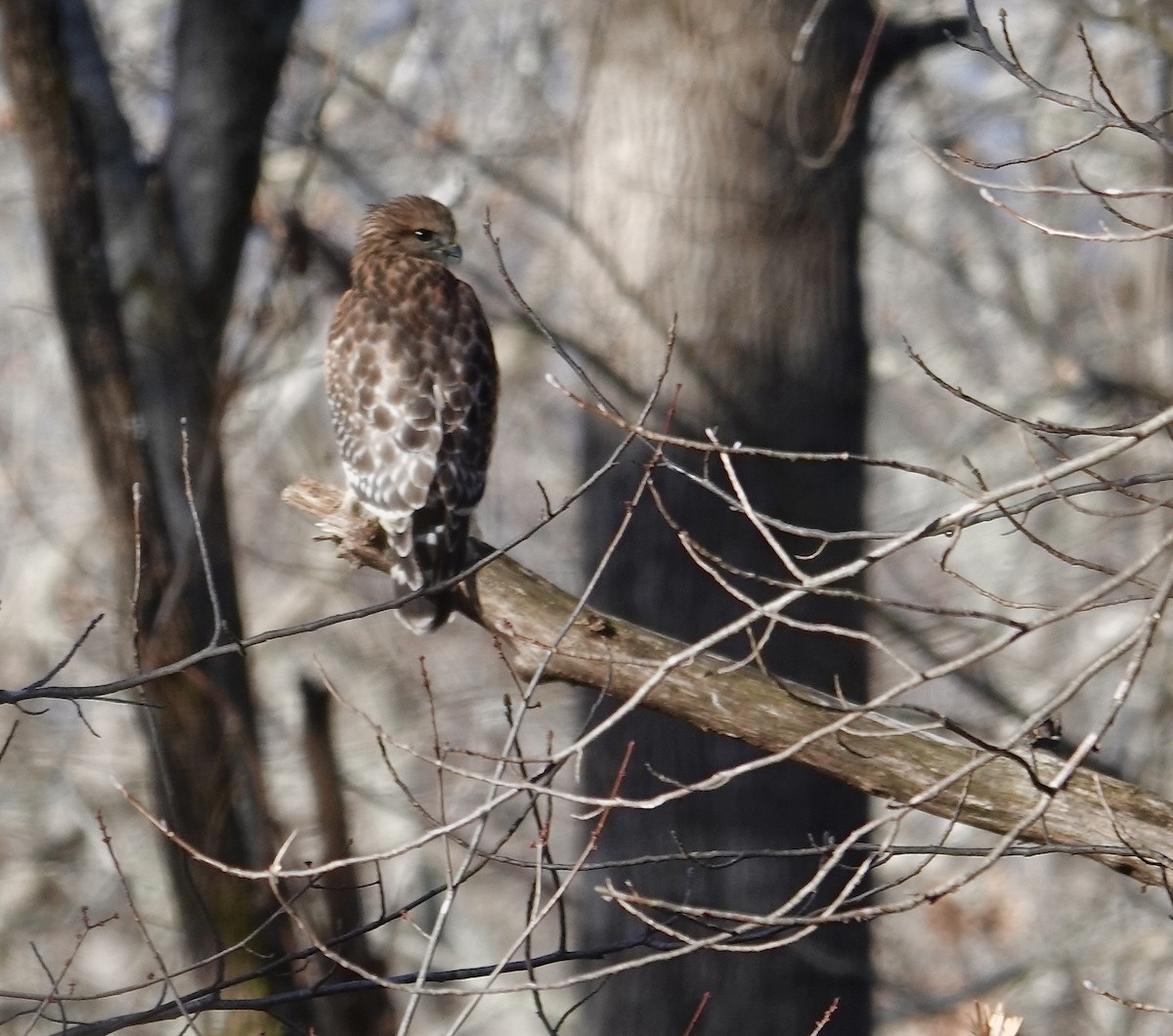 Red-shouldered Hawk - ML613349030