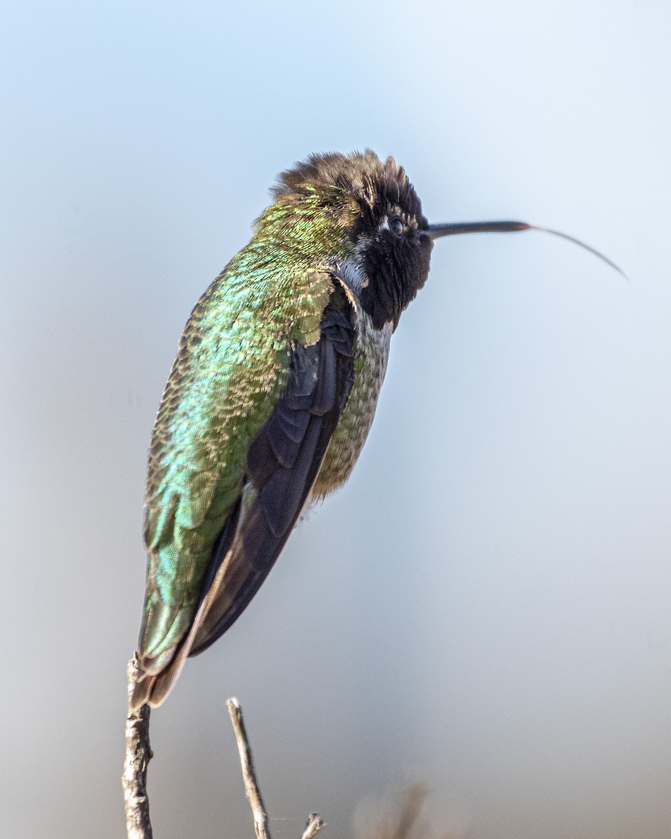 Anna's Hummingbird - ML613349087