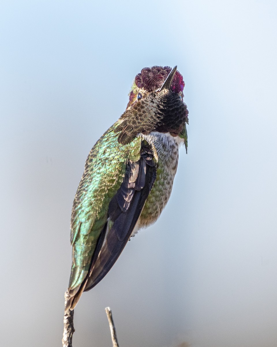 Anna's Hummingbird - ML613349088