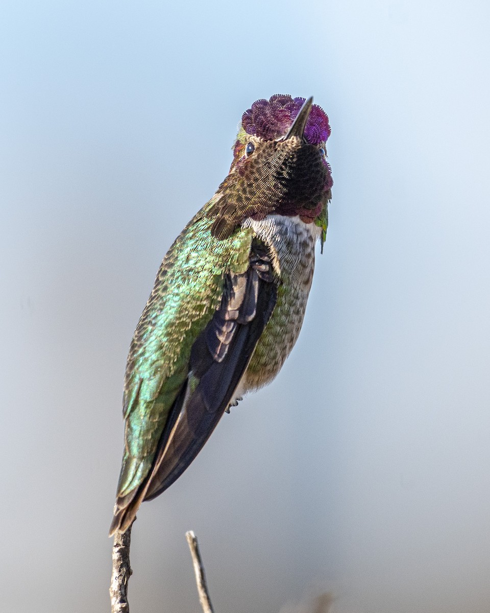 Anna's Hummingbird - ML613349089