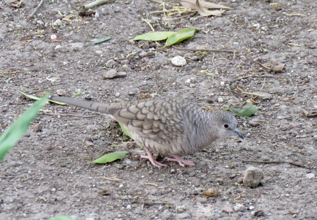 Inca Dove - ML613349186