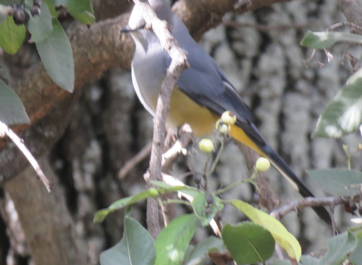 Gray Silky-flycatcher - ML613349222
