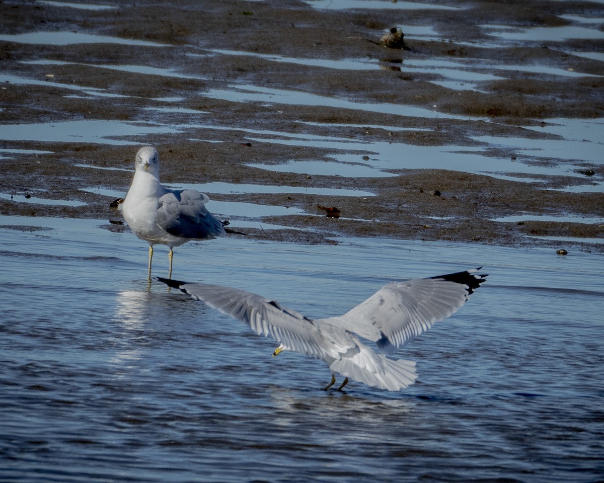 Ring-billed Gull - James Kendall