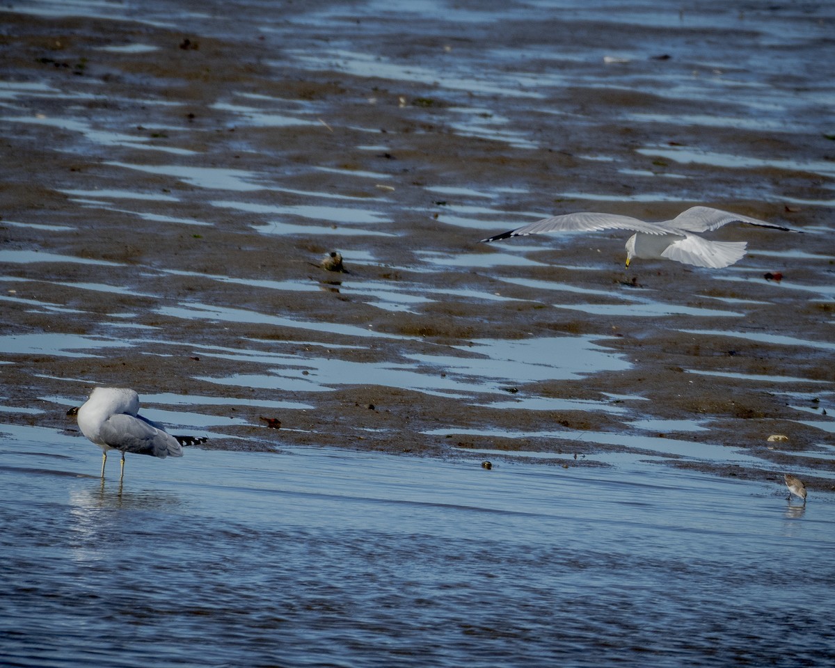 Ring-billed Gull - ML613349232