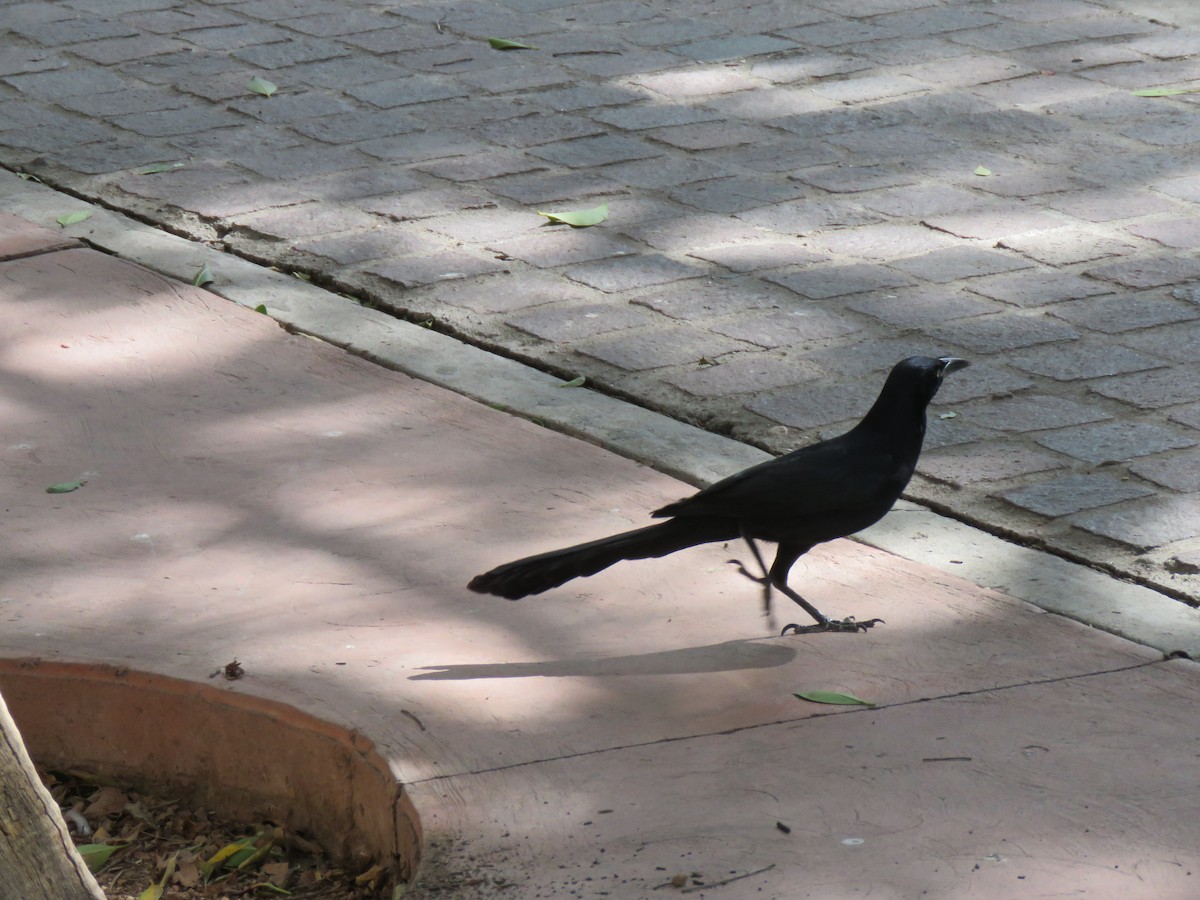 Great-tailed Grackle - ML613349238