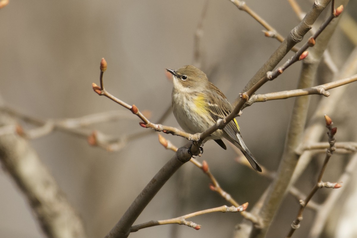 Yellow-rumped Warbler (Myrtle) - ML613349277