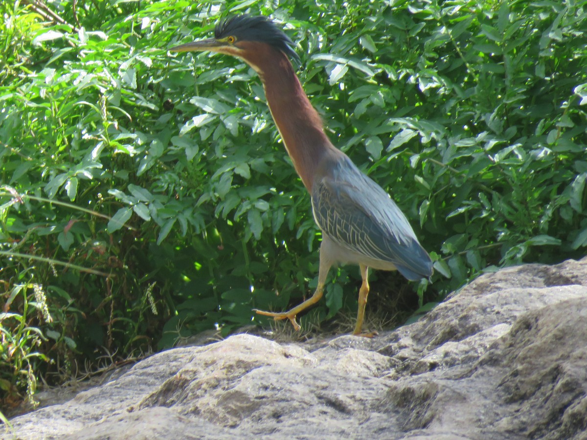 Green Heron - ML613349290