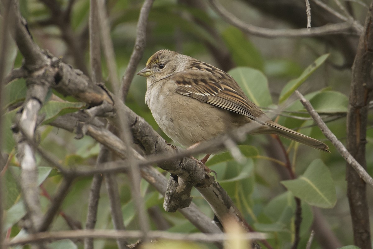 Bruant à couronne dorée - ML613349291