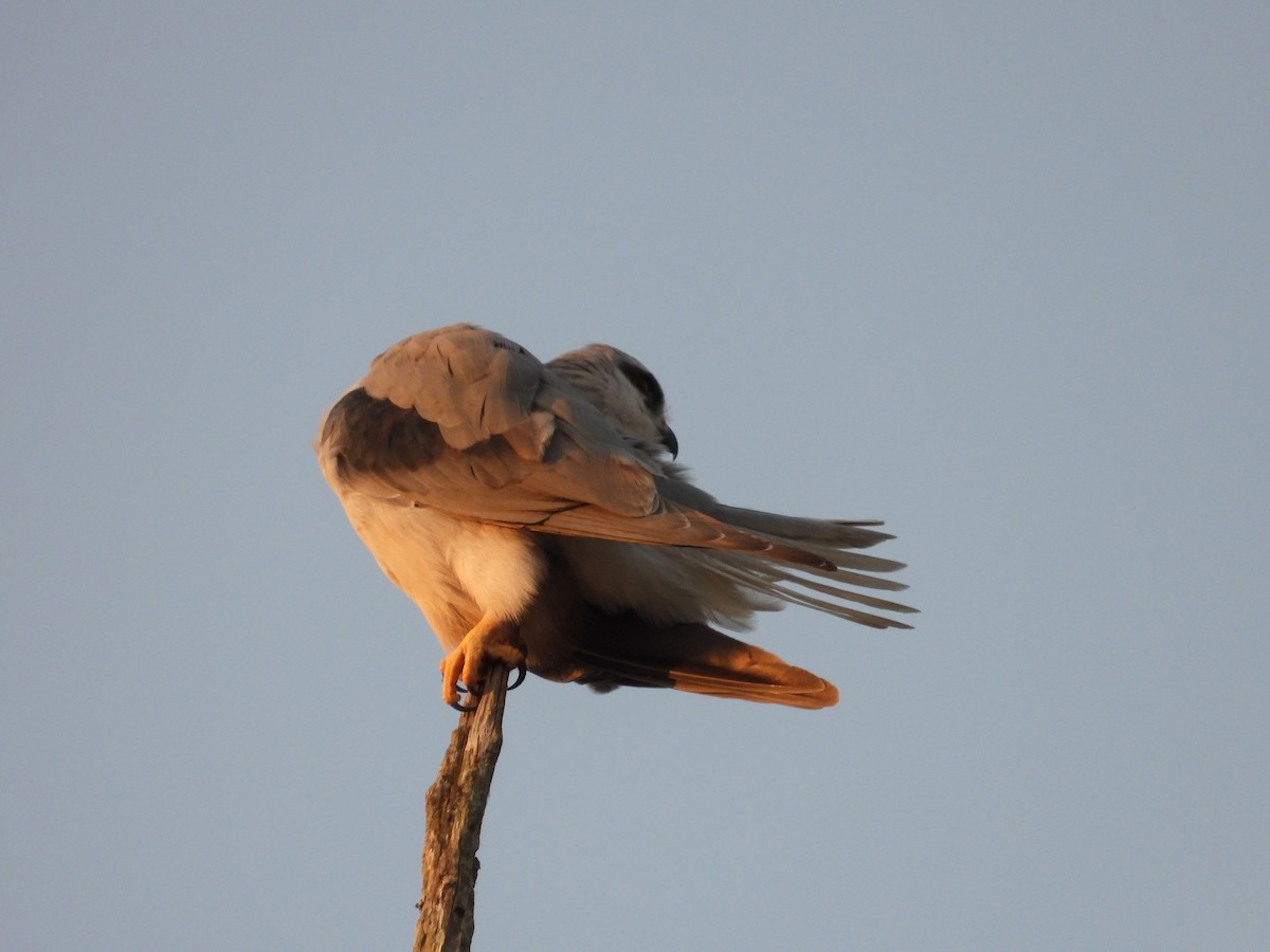 Black-winged Kite - ML613349303