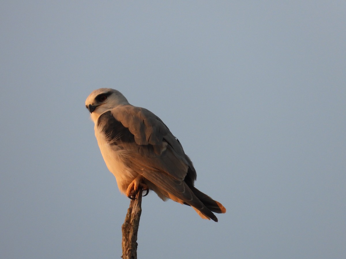 Black-winged Kite - ML613349307