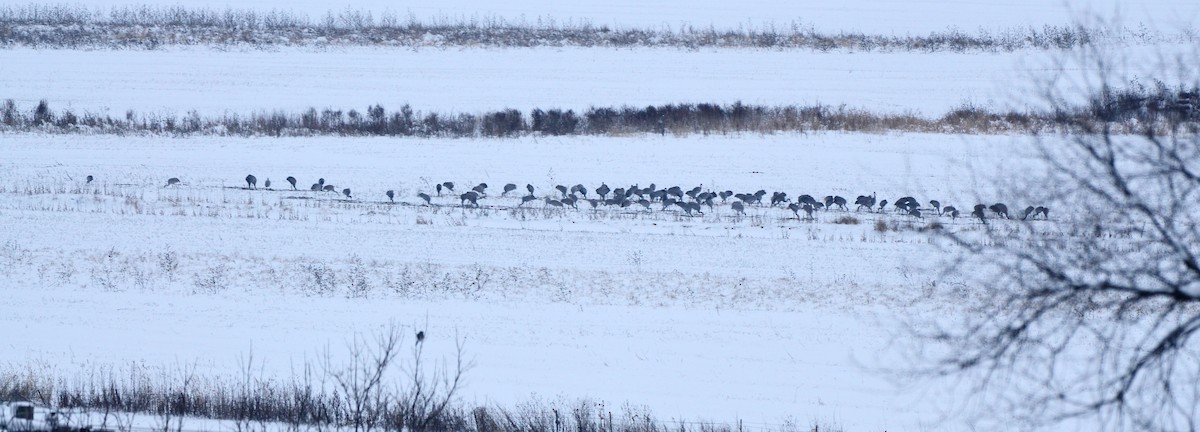 Sandhill Crane - ML613349329