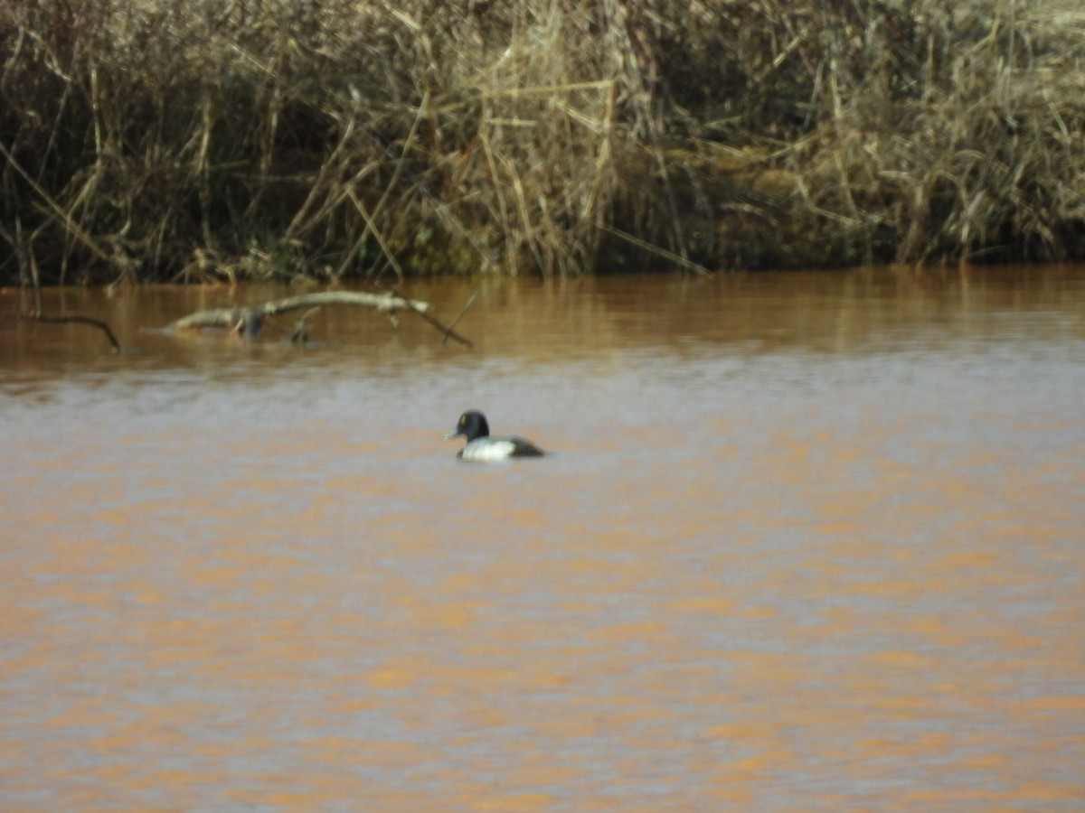 Lesser Scaup - Mia Burroughs