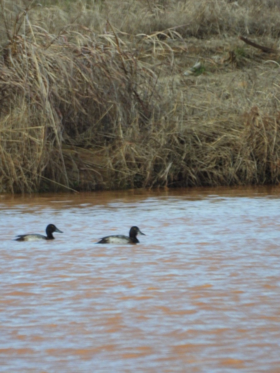 Lesser Scaup - Mia Burroughs