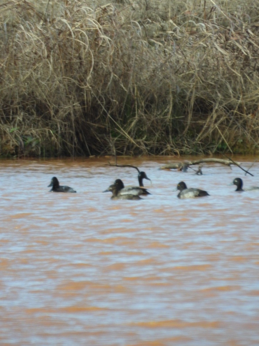 Lesser Scaup - Mia Burroughs