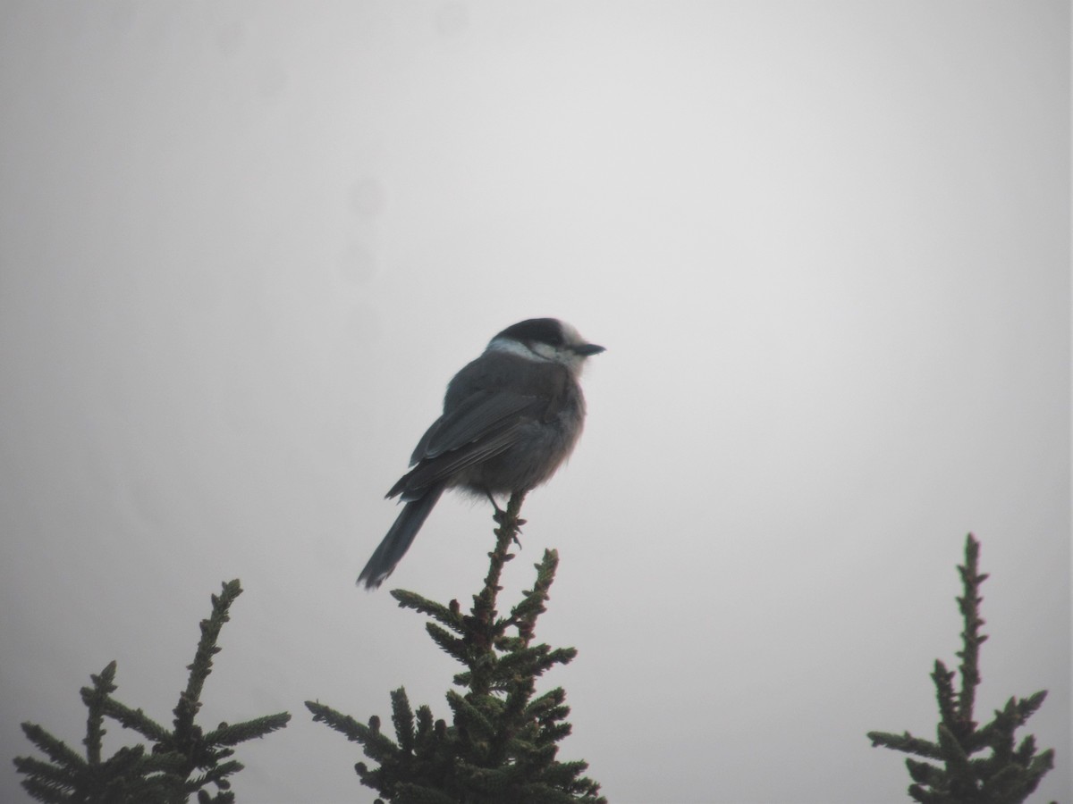 Canada Jay - Gérard Cyr