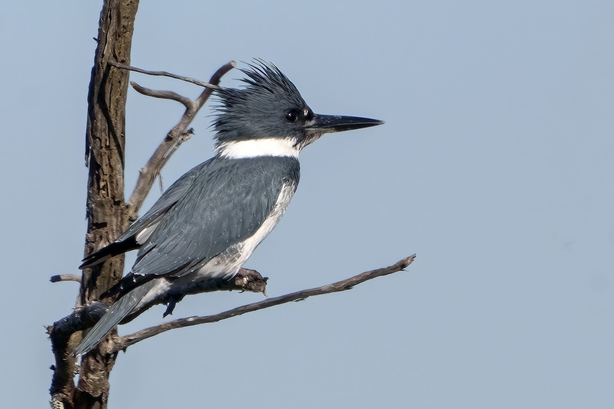 Belted Kingfisher - Larry Master