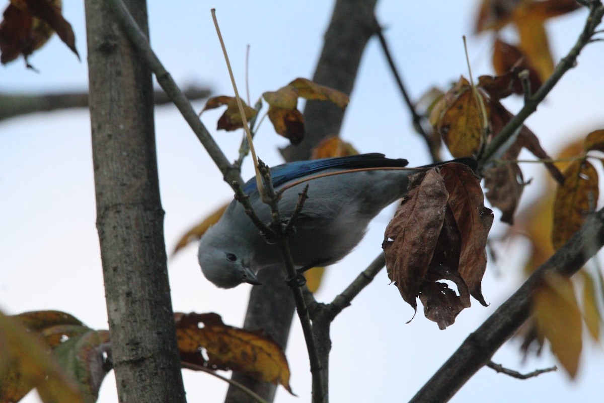 Blue-gray Tanager - ML613349416