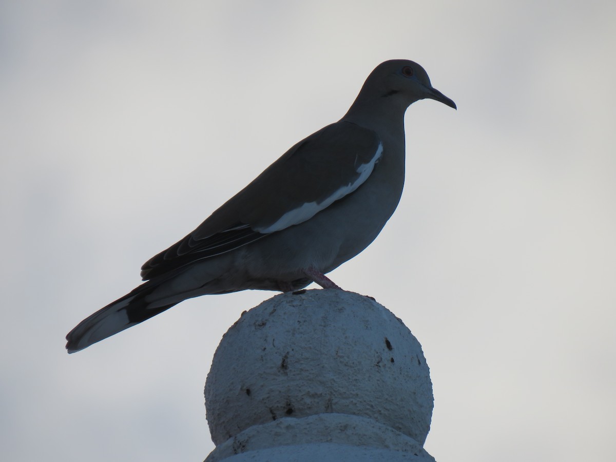 White-winged Dove - ML613349564