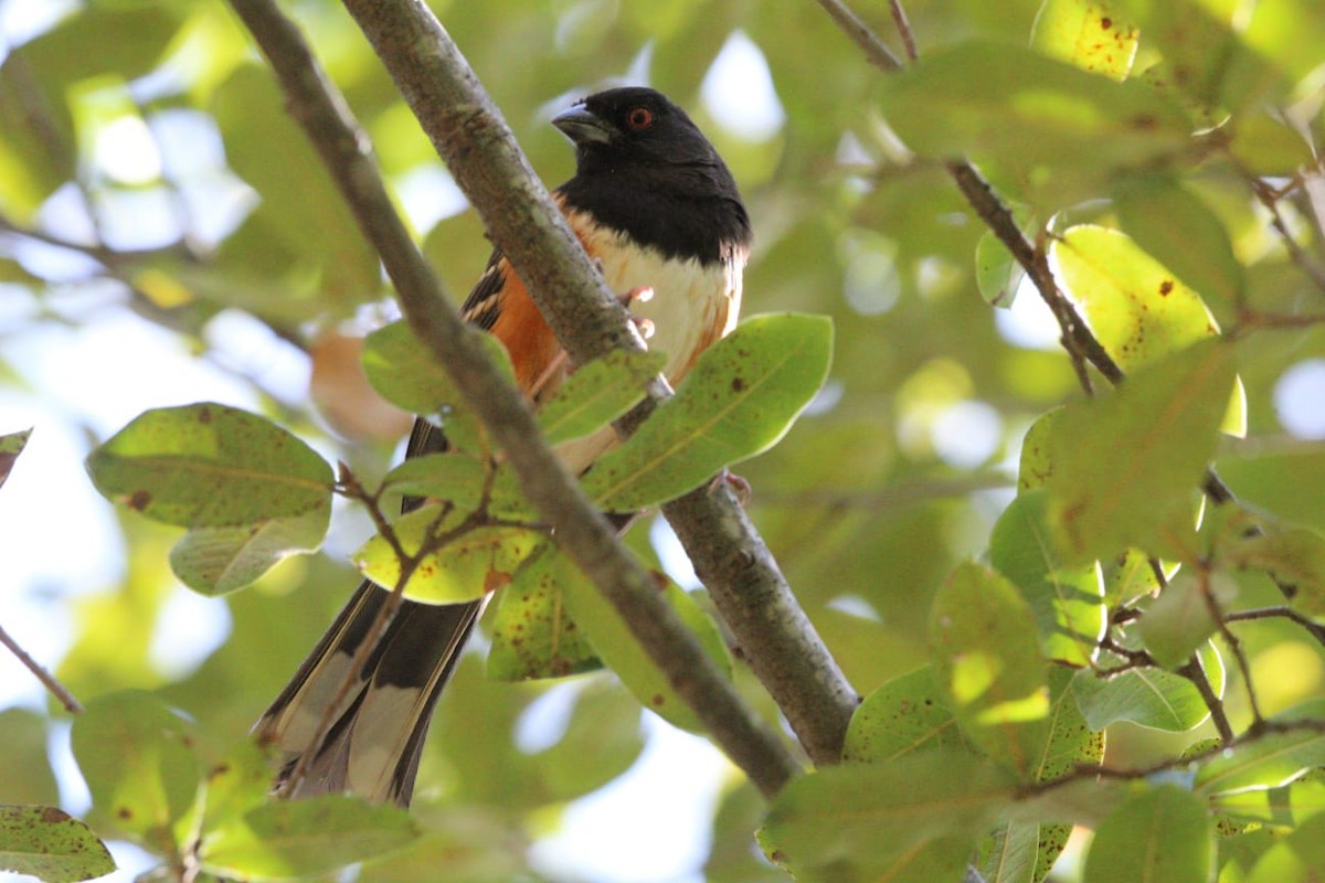 Spotted Towhee - ML613349654