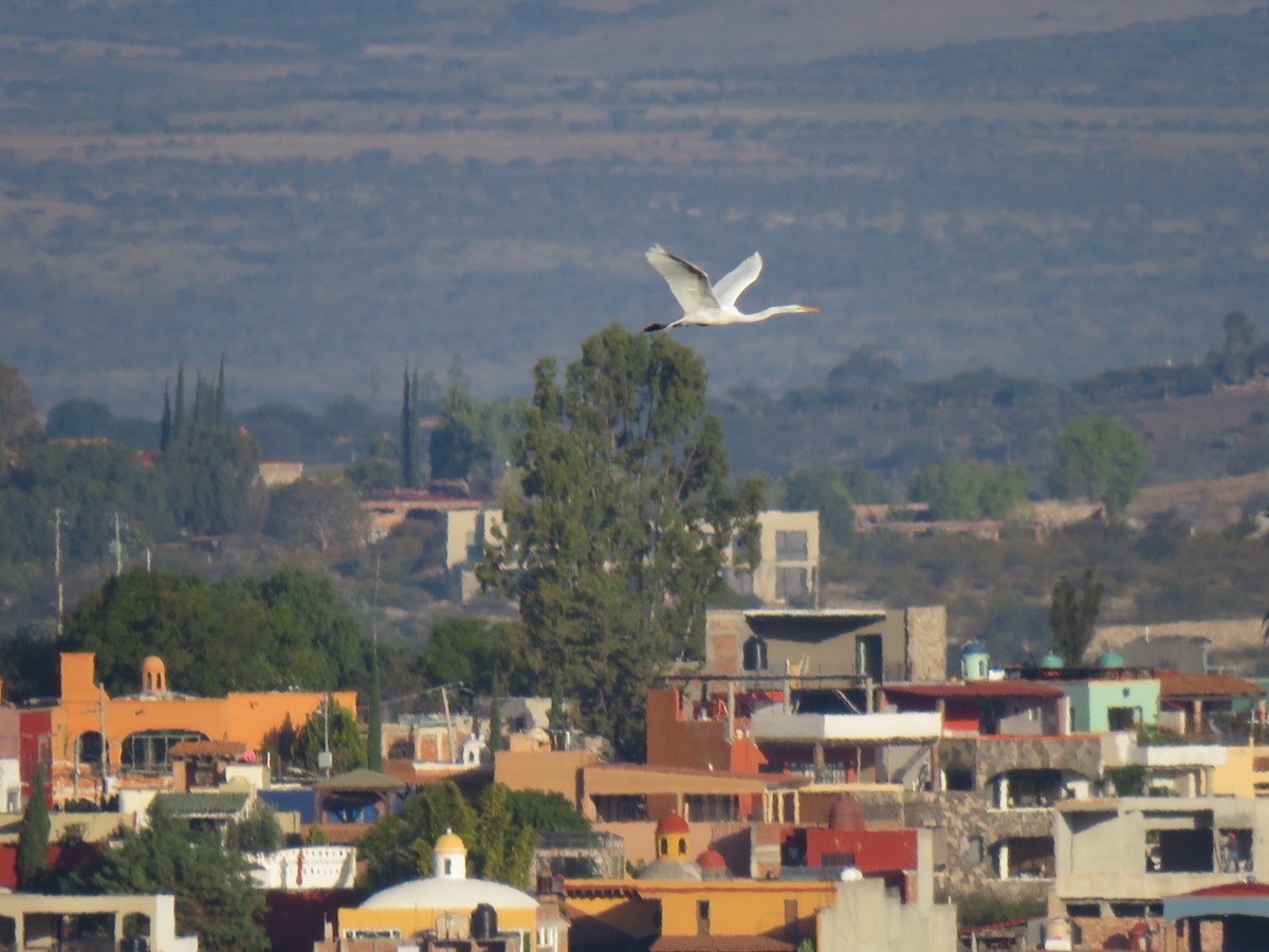 Great Egret - ML613349664