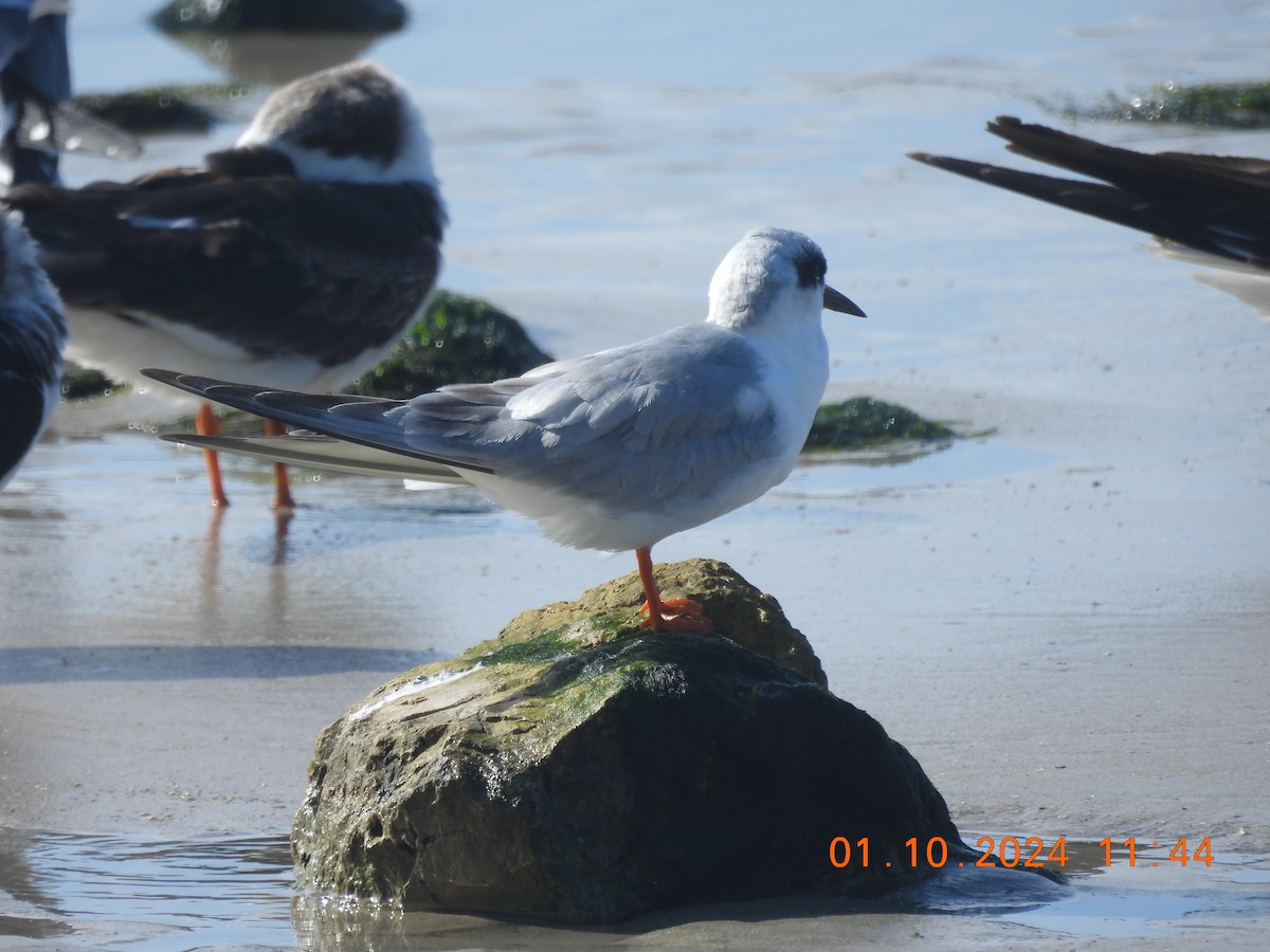 Forster's Tern - Ann Esmas