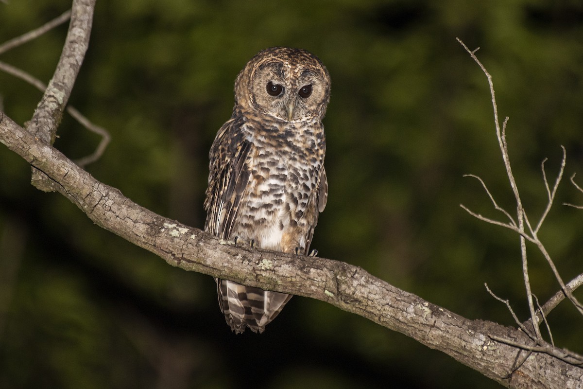 Rusty-barred Owl - ML613349695