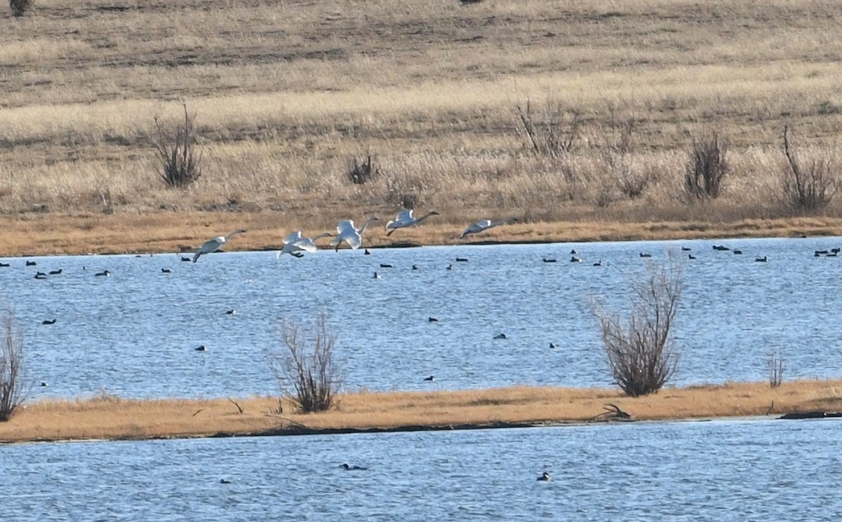 Tundra Swan - Nancy Hetrick