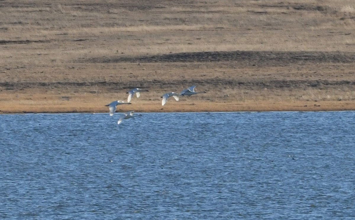 Tundra Swan - Nancy Hetrick