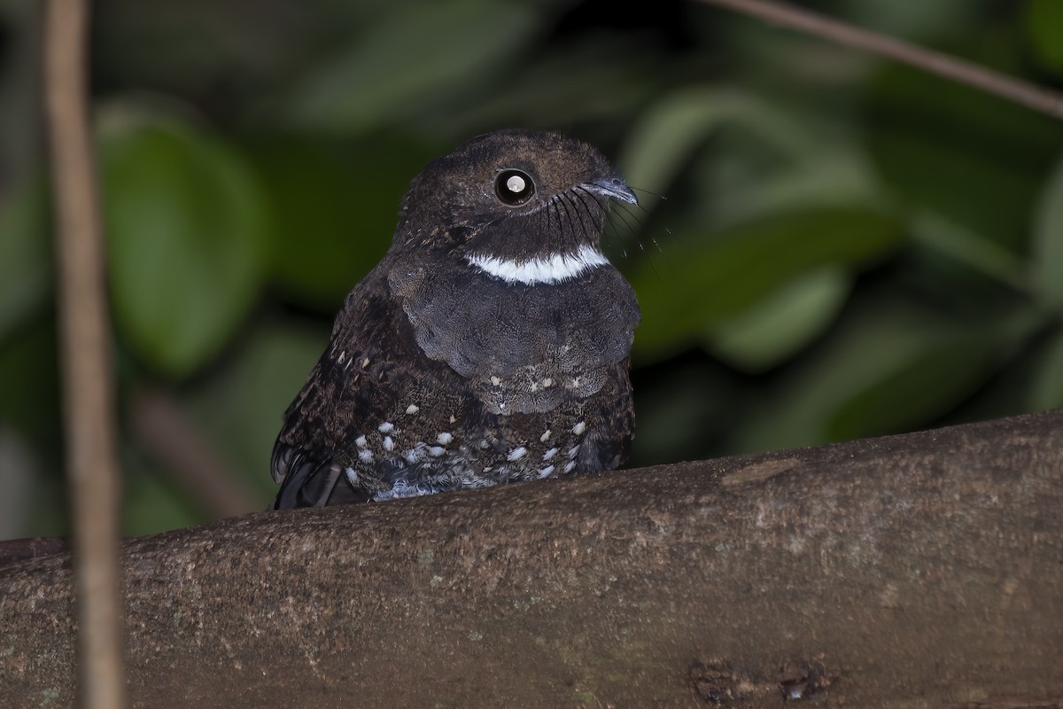 Ocellated Poorwill - ML613349743