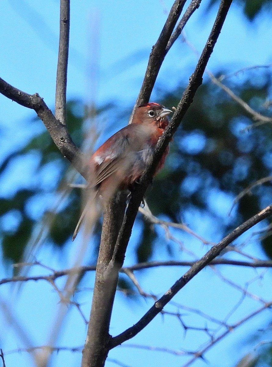 Red-crested Finch - Hugo Valderrey