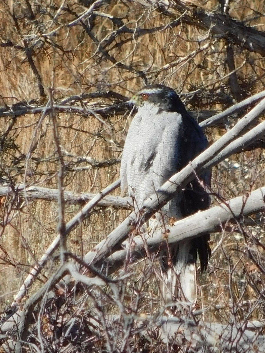 American Goshawk - Nathan Mansor