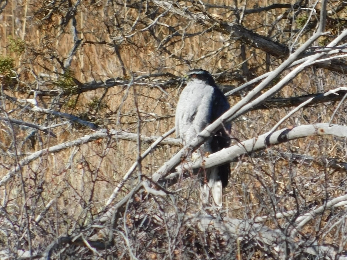 American Goshawk - ML613349748