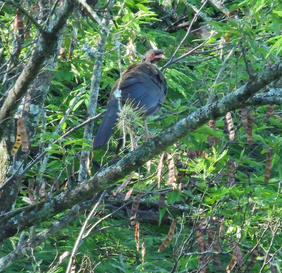 Chachalaca Charata - ML613349756