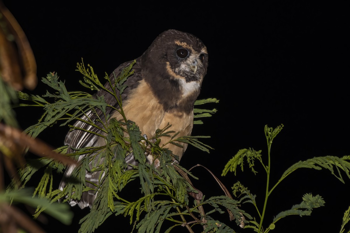 Tawny-browed Owl - ML613349758