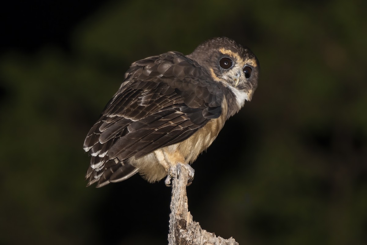 Tawny-browed Owl - ML613349759