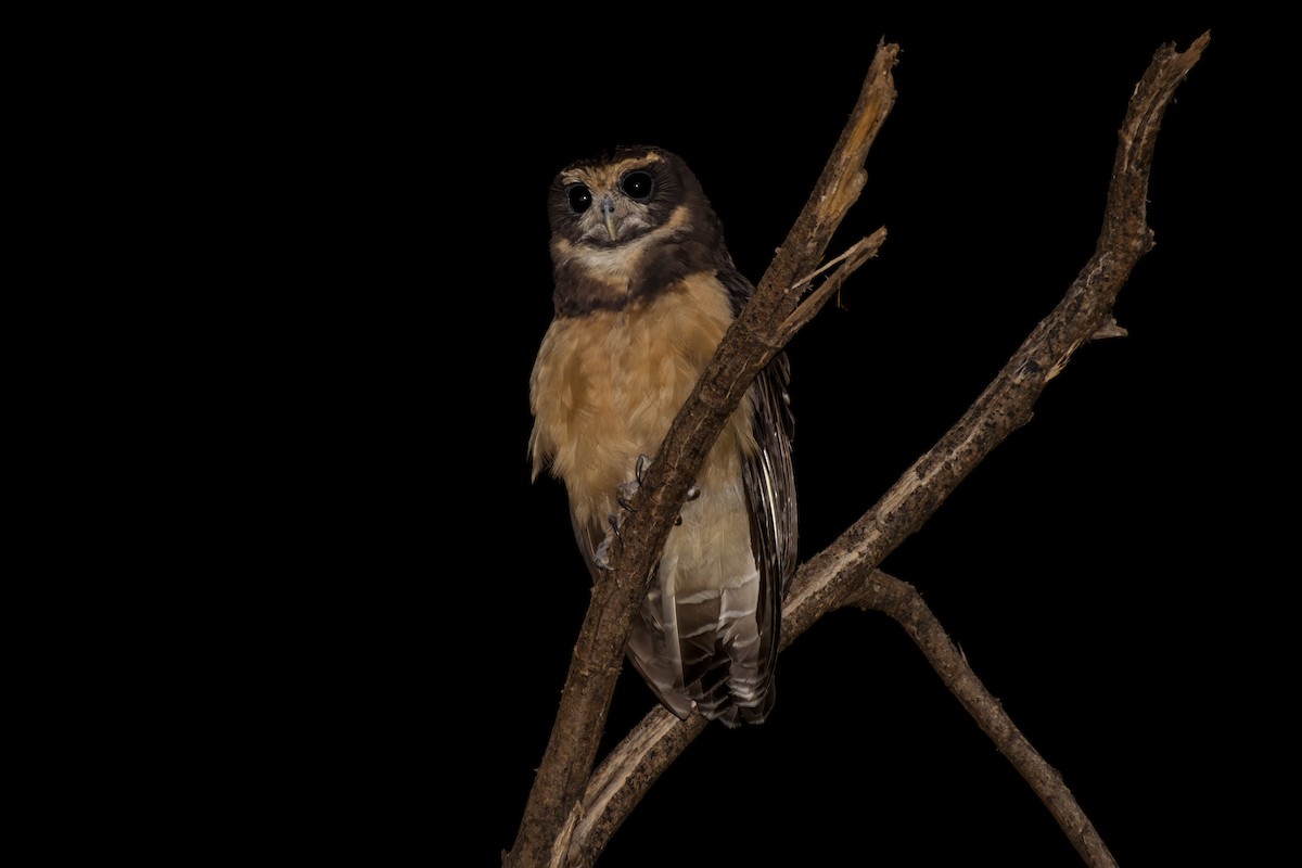 Tawny-browed Owl - ML613349760