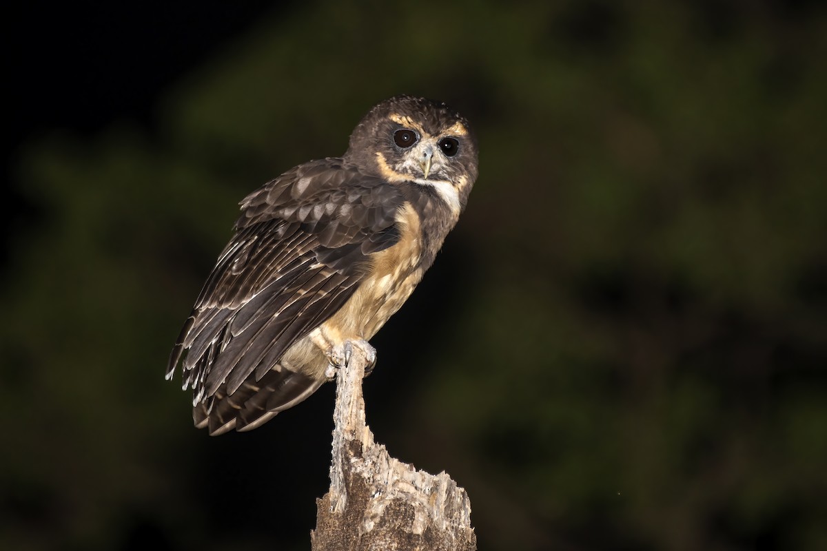 Tawny-browed Owl - ML613349761